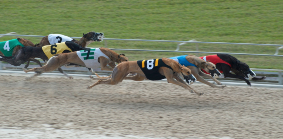 End+Greyhound+Racing%21