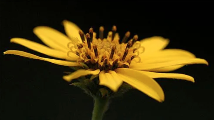 The Schwinitz Sunflower