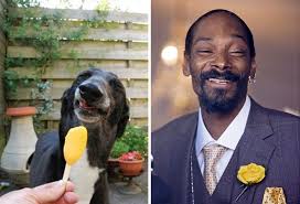 snoop